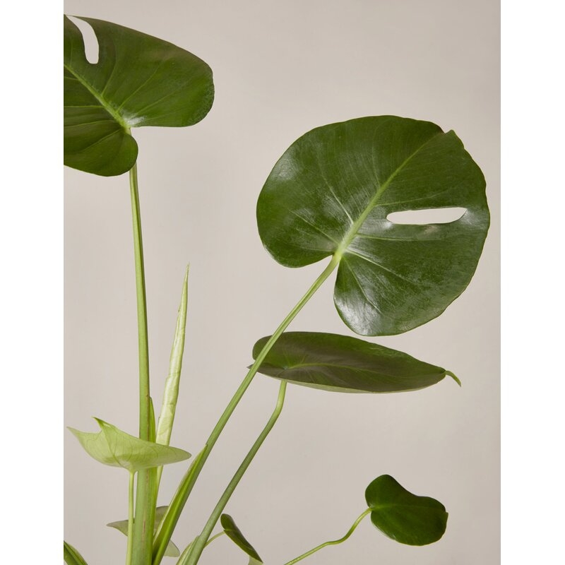 20'' Live Monstera Plant in Pot - Image 1