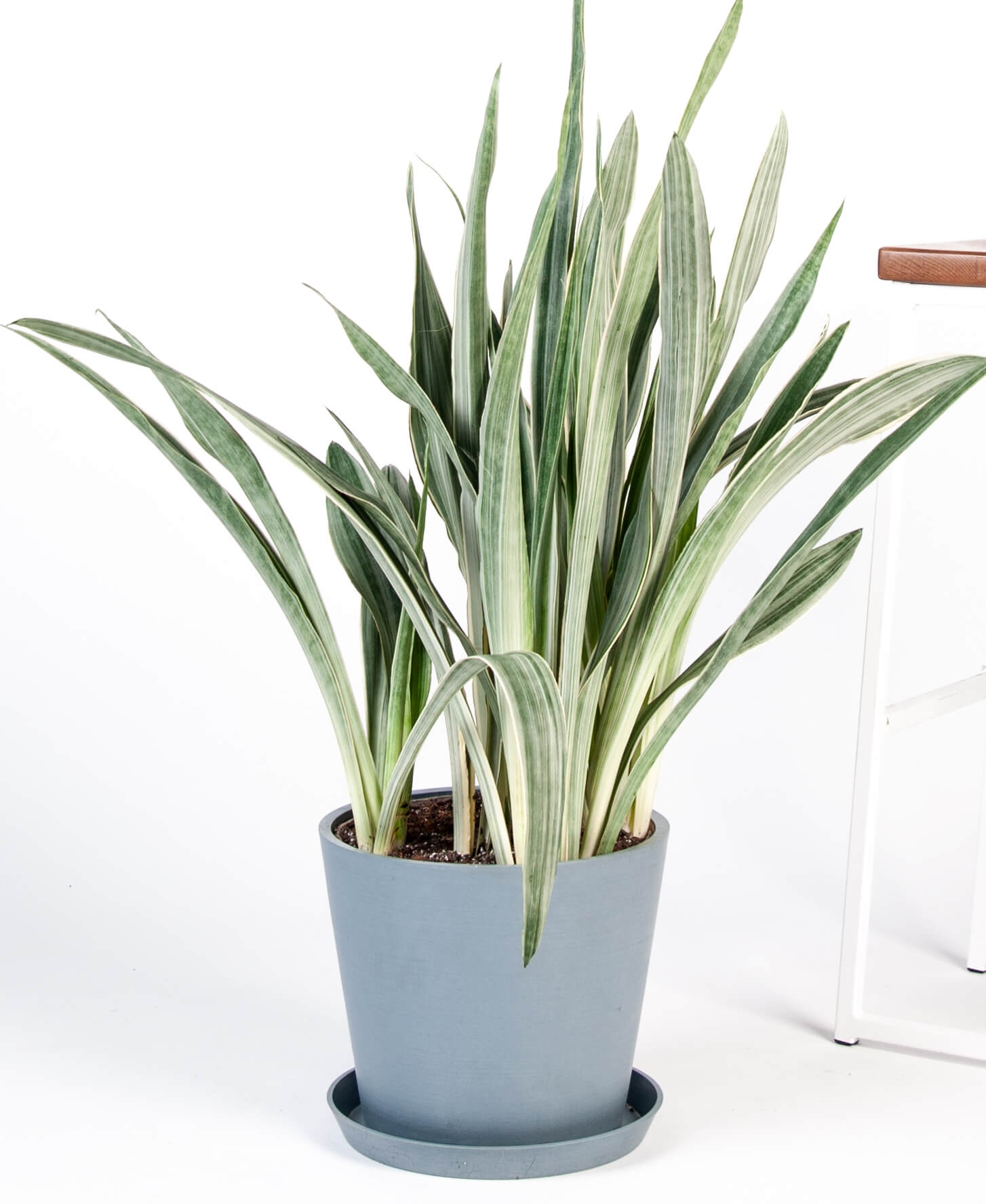 Sansevieria Sayuri - Slate - Image 0