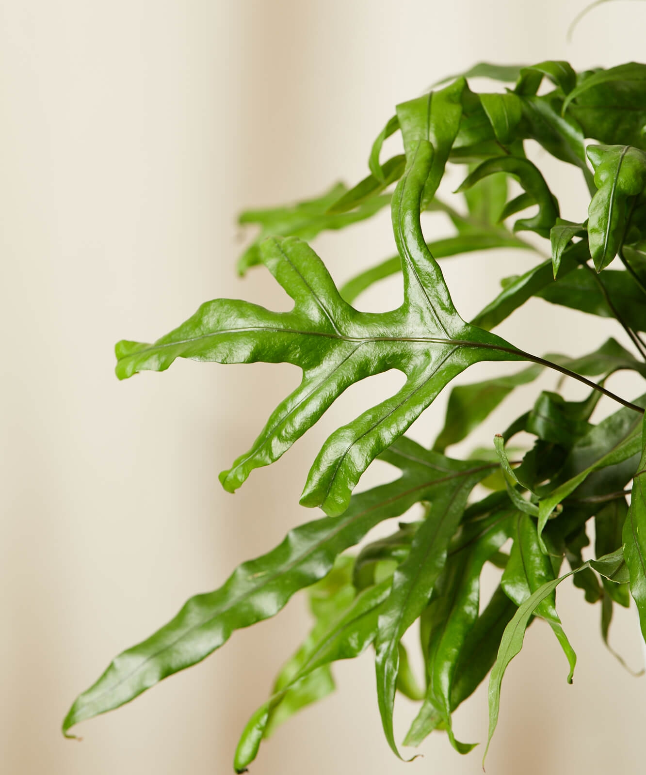 Kangaroo Fern - Image 1