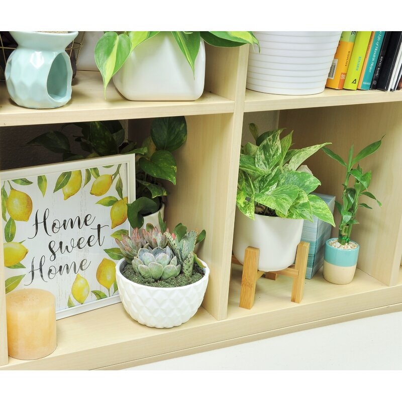 Costa Farms Succulent in Planter - Image 1