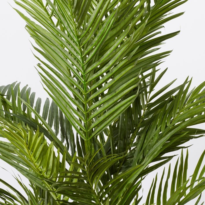 Areca Palm Tree in Pot - Image 2