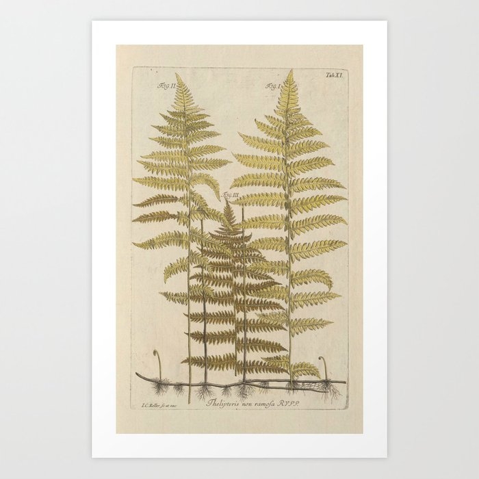 Vintage Fern Botanical Art Print - Image 0