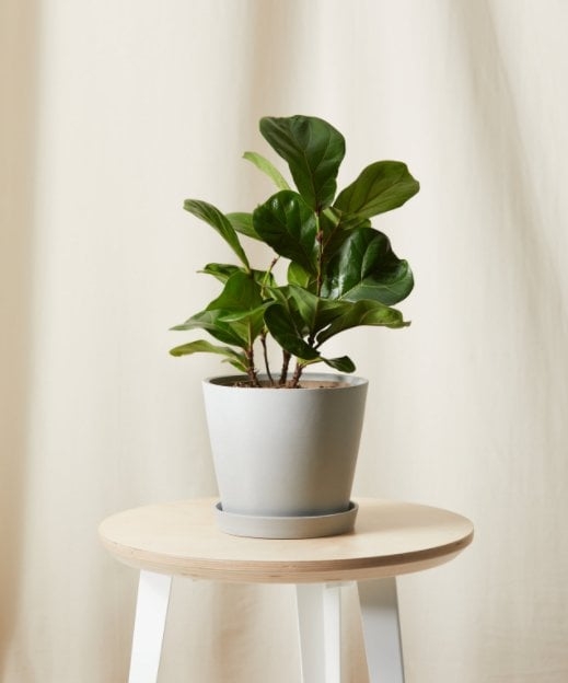 Little Fiddle Leaf Fig - Image 0