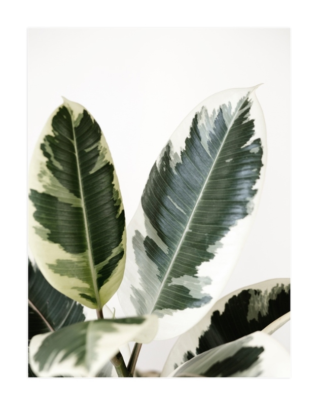 Jack Print - 30 x 40" variegated green - Image 0