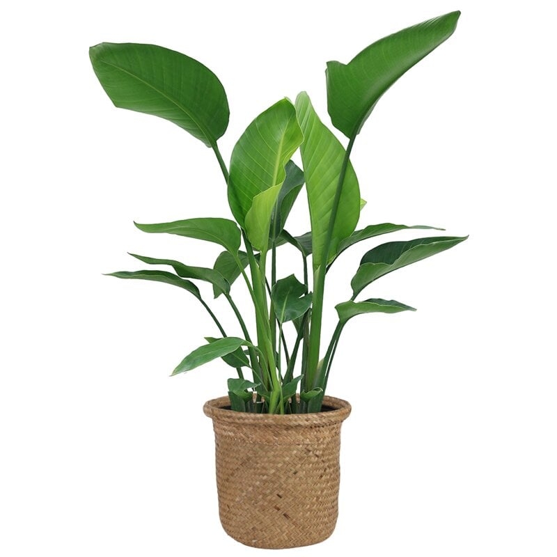 Costa Farms Live White Bird of Paradise Low Maintenance Plant in Weave Basket 10-in Pot - Image 2