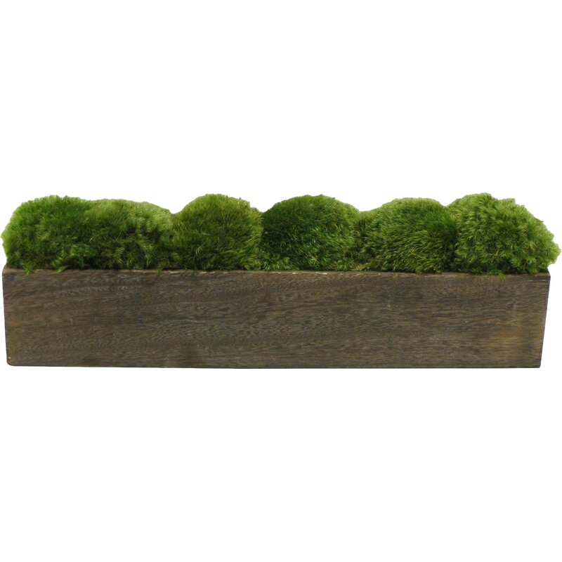 Moss Plant in Planter - Image 1