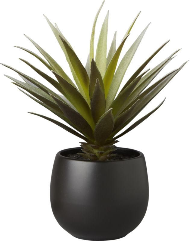 potted succulent with black pot - Image 1