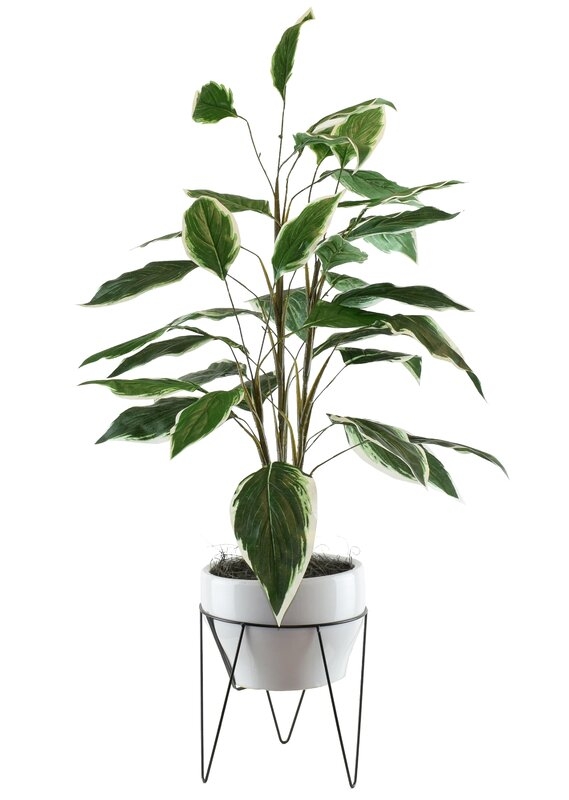 Dieffenbachia in a Mid Century Plant Stand - Image 0