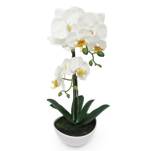Phalaenopsis Orchid Flower Arrangements in Planter - Image 0