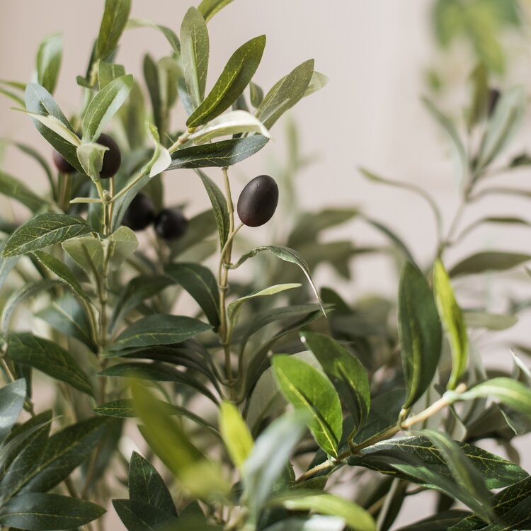 Olive Branch - Image 0