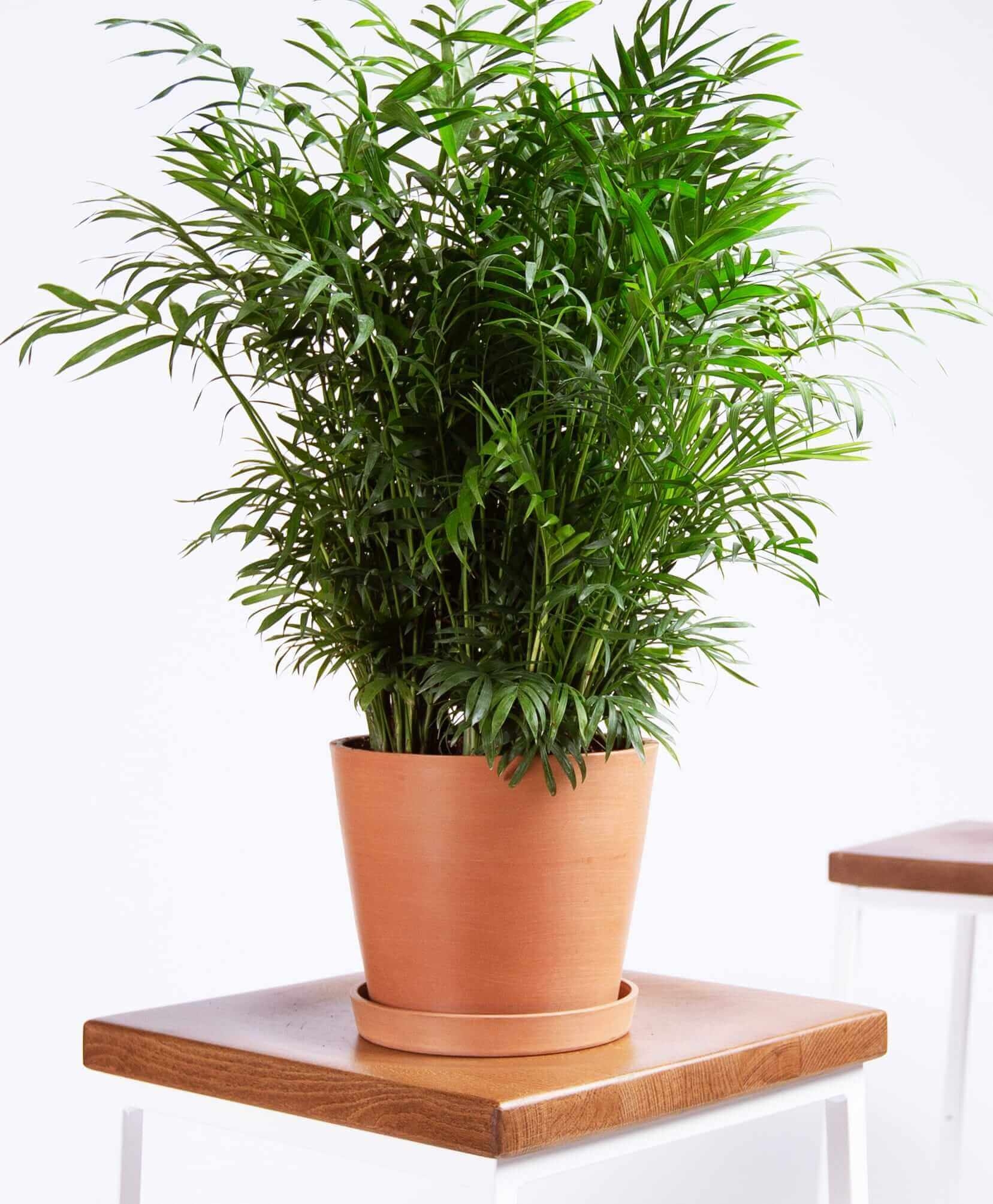 Parlor palm - Clay - Image 0