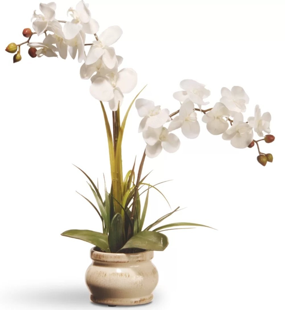 Spring Orchid Flowers in Pot - Image 0