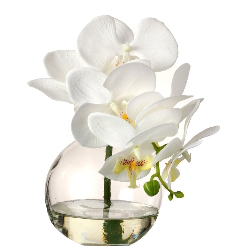 Phaleanopsis Orchids Floral Arrangement in Jar - Image 0