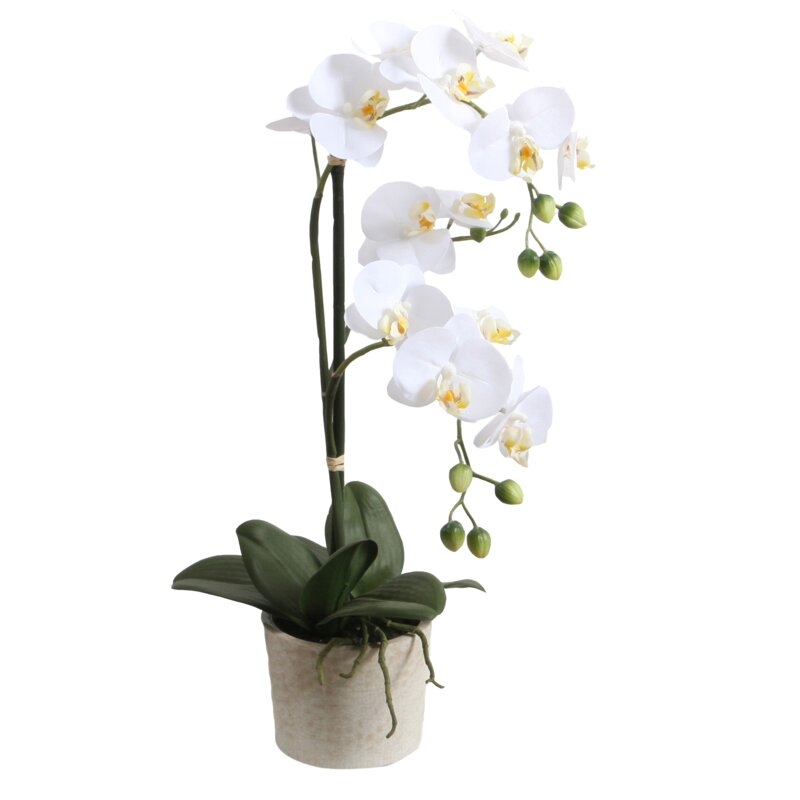 Floor Phalaenopsis Orchids Floral Arrangement in Pot - Image 0