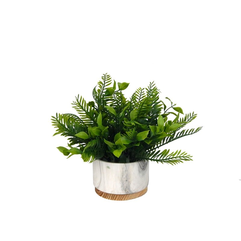 Fern Plant in Pot - Image 0