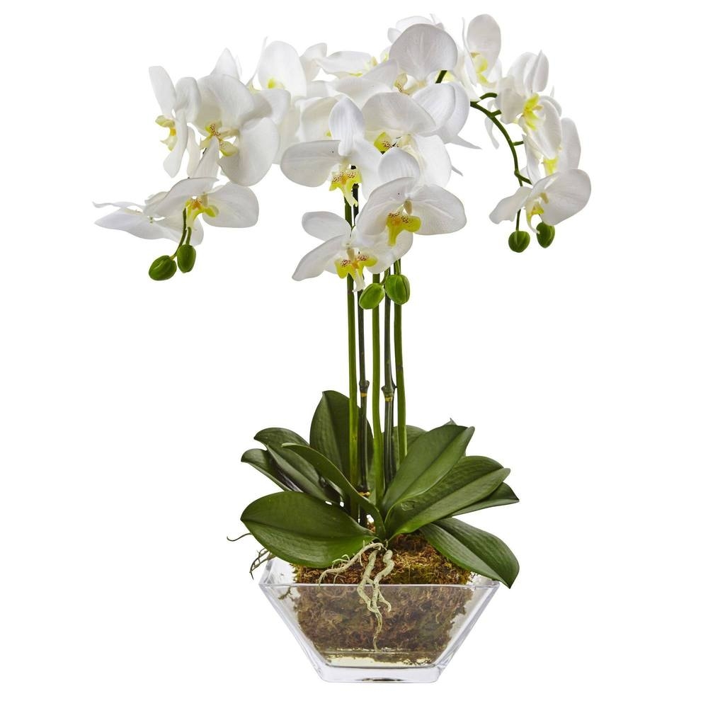 Triple Phalaenopsis Orchid in Clear Glass Vase - Image 0