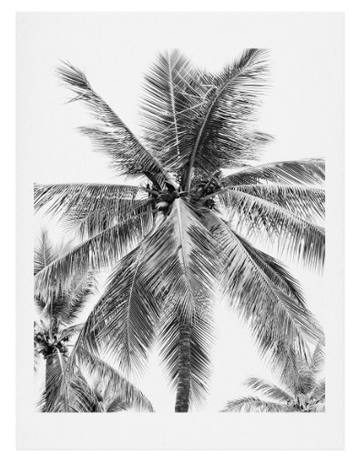 Island Palm Art Print - Image 0