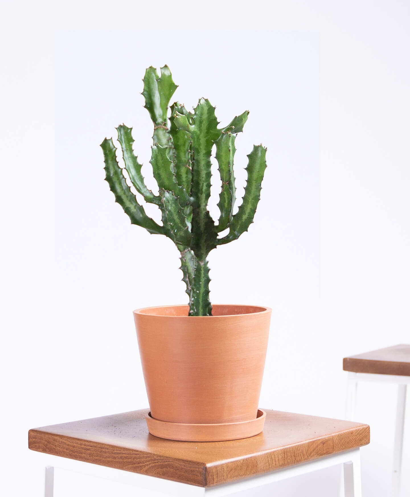 Candelabra Cactus - Clay - Image 0