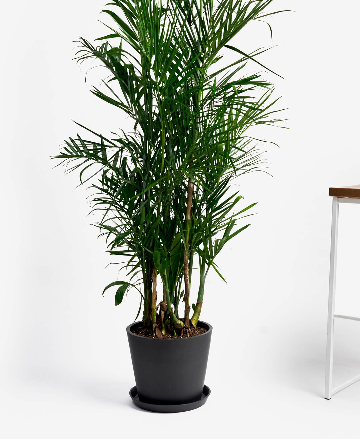 Bamboo Palm - Charcoal - Image 0