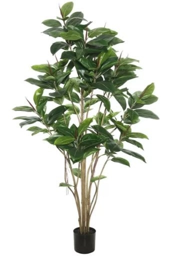 Rubber Foliage Tree in Pot - Image 0