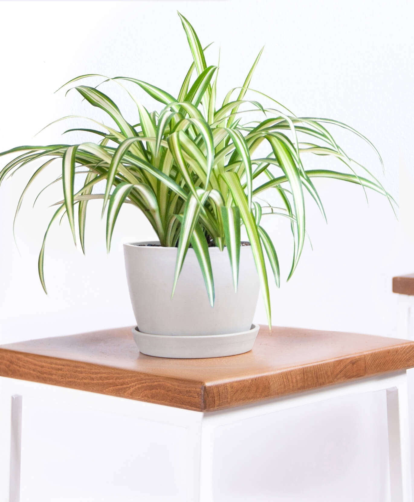 spider plant - Image 0