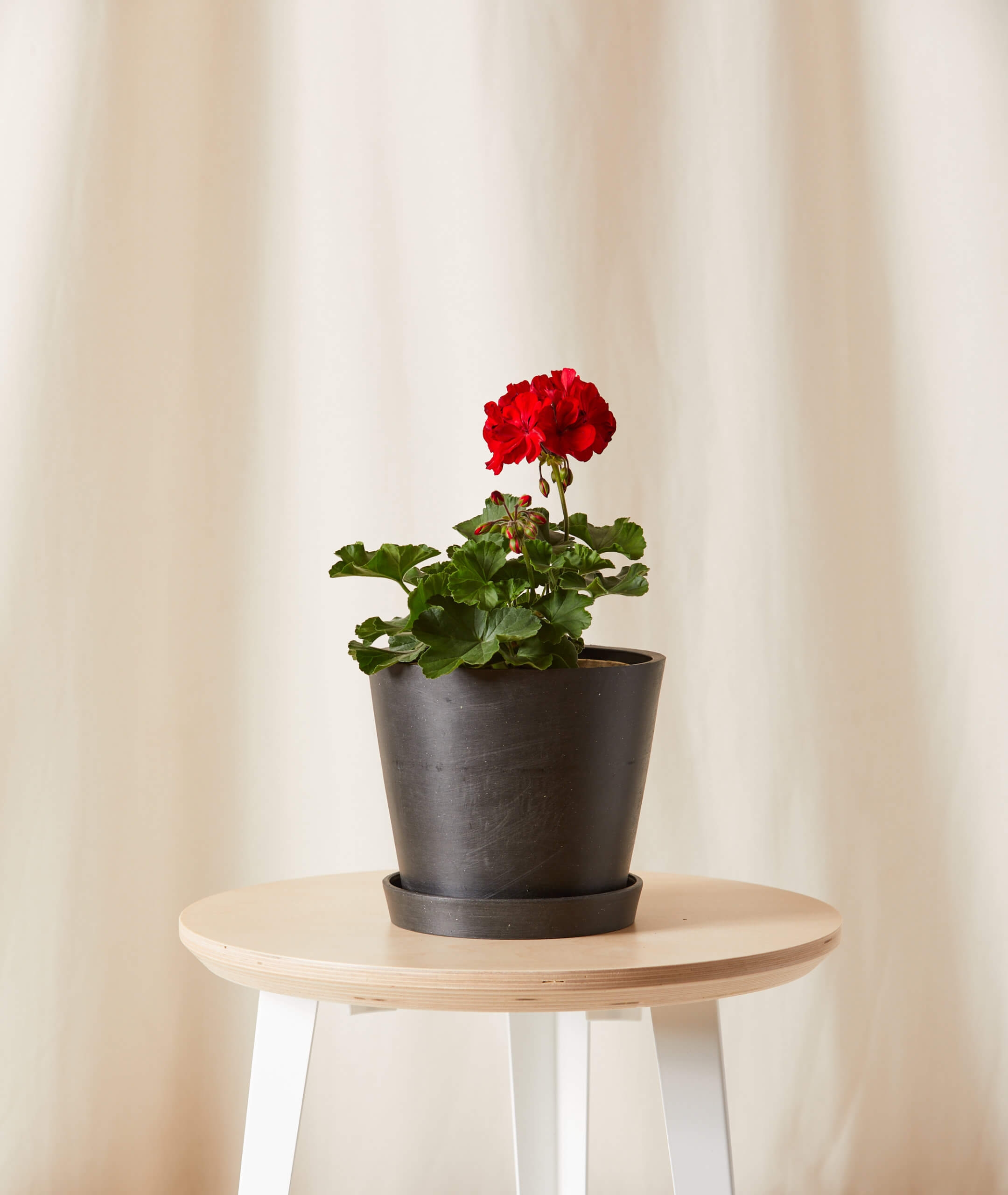 Red Geranium Potted Bloom Kit -  1 Kit Single Charcoal - Image 0