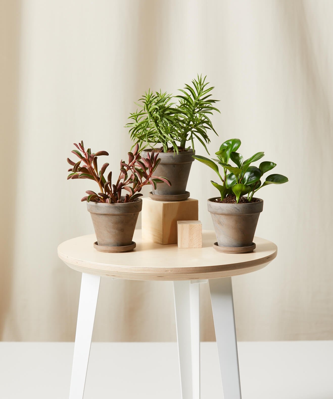 Pet-Peromia Collection - Image 0