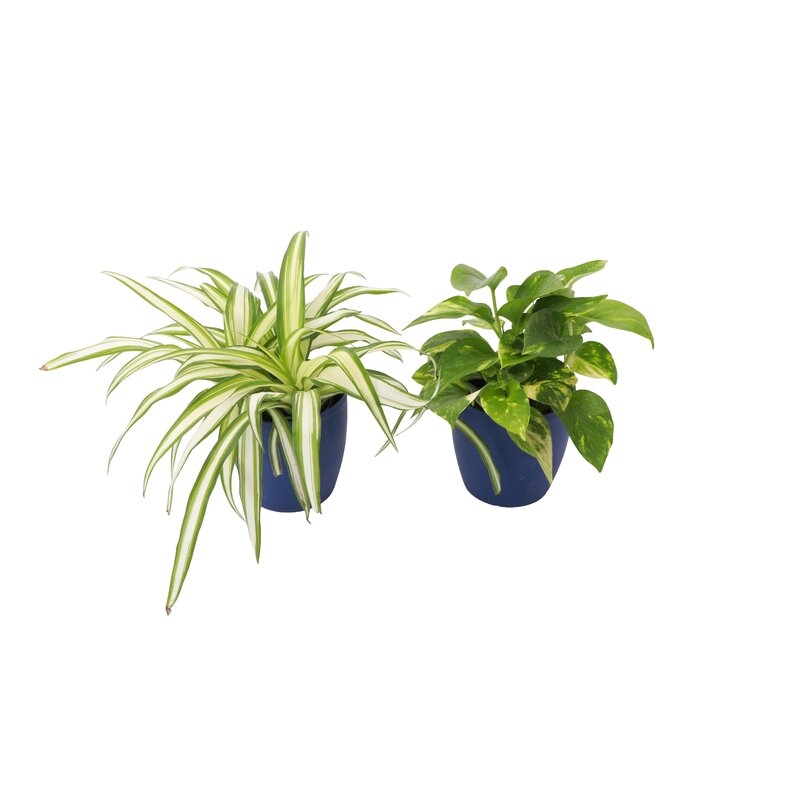 2 - Piece Live Plant in Pot Set - Image 1