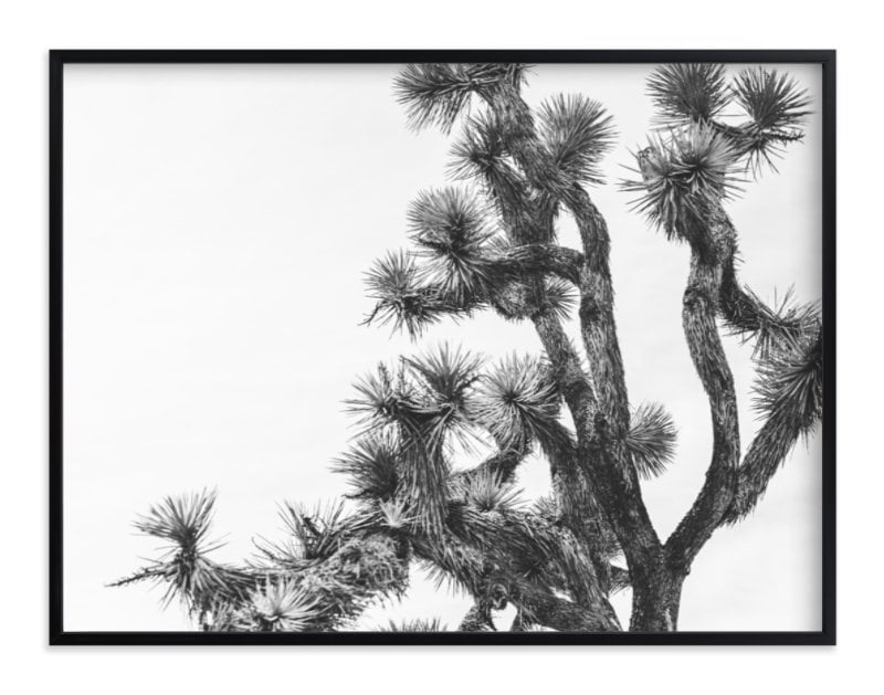 joshua tree in september, 40"x30", Rich Black Wood Frame - Image 0