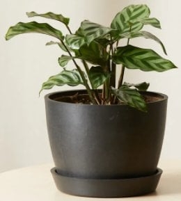 Calathea Freddie - Charcoal - Image 0