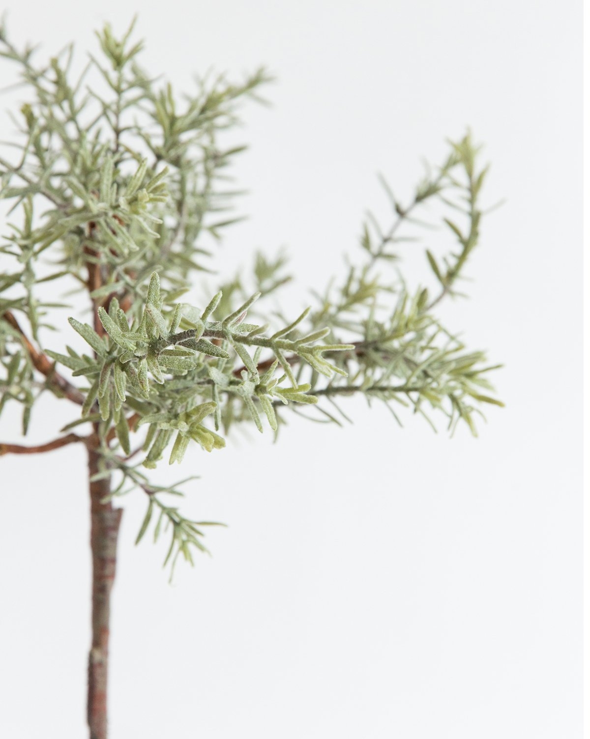 FAUX POTTED ROSEMARY TREE - Image 1