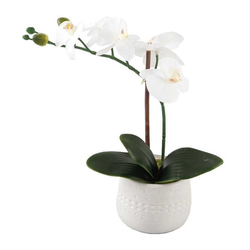 Orchids Centerpiece in Planter - Image 0
