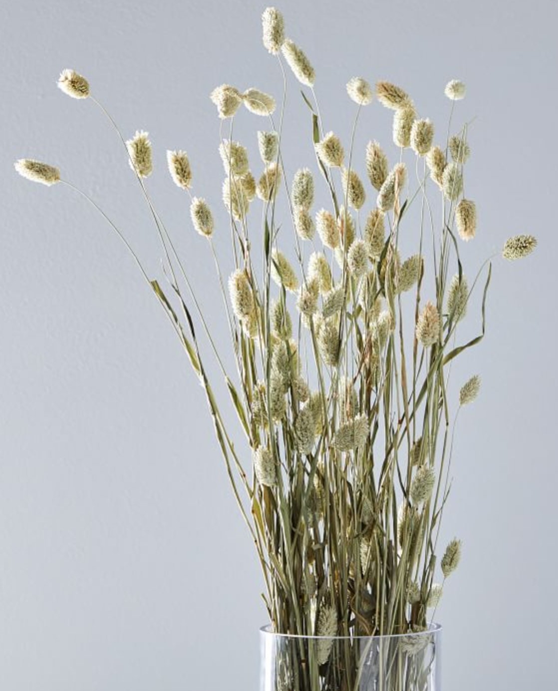 Dried Canary Grass - Image 3
