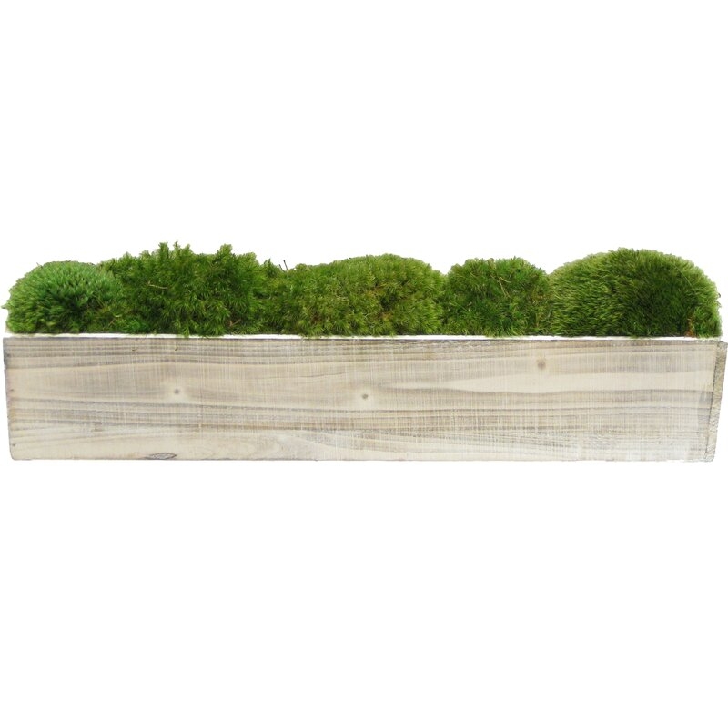 Moss Plant in Planter - Image 0