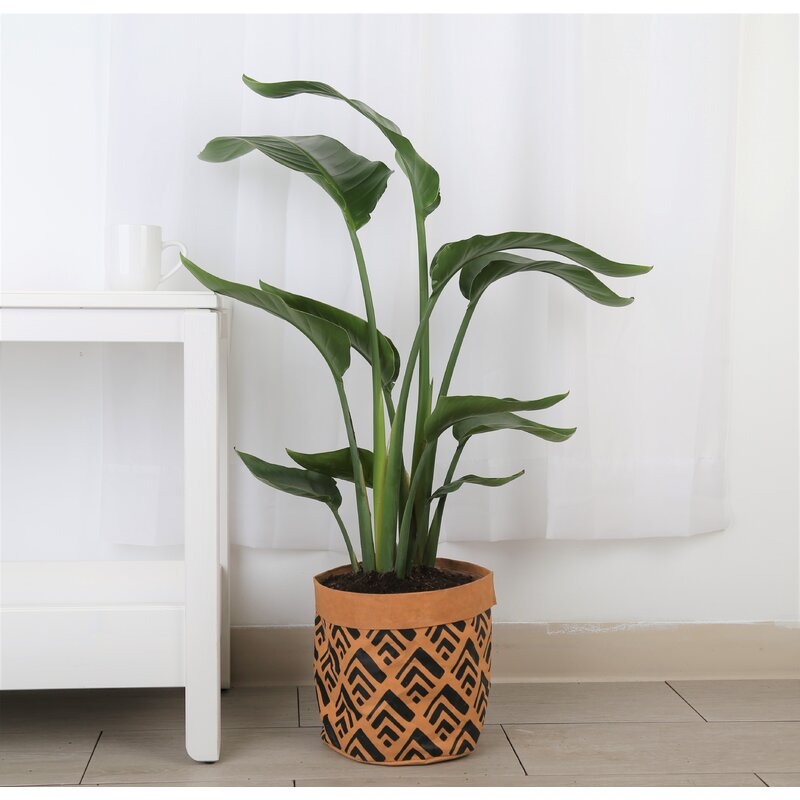 Costa Farms Live White Bird of Paradise Low Maintenance Plant in Weave Basket 10-in Pot - Image 1