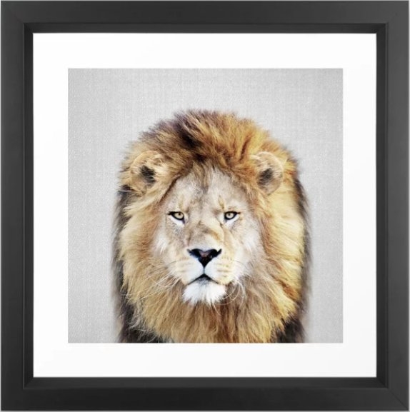 Lion 2 - Colorful Framed Art Print 12 x 12 - Image 0