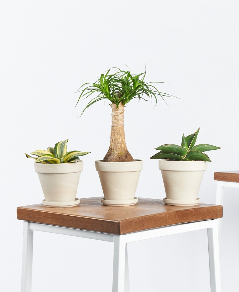 Easy Peasy Collection - 3 plants - alabaster - Image 1