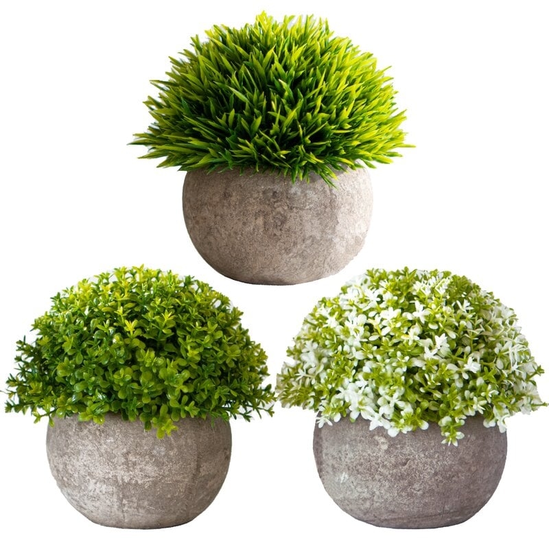 3 Piece Clover Trio Grass in Pot Set - Image 0