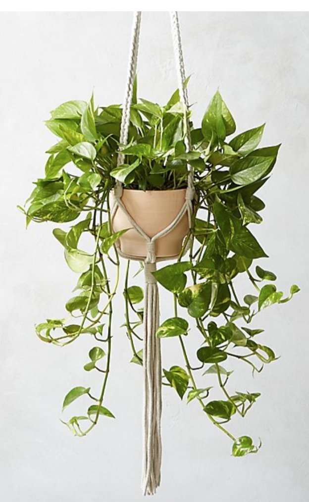 macramé plant holder - plant not included - Image 0
