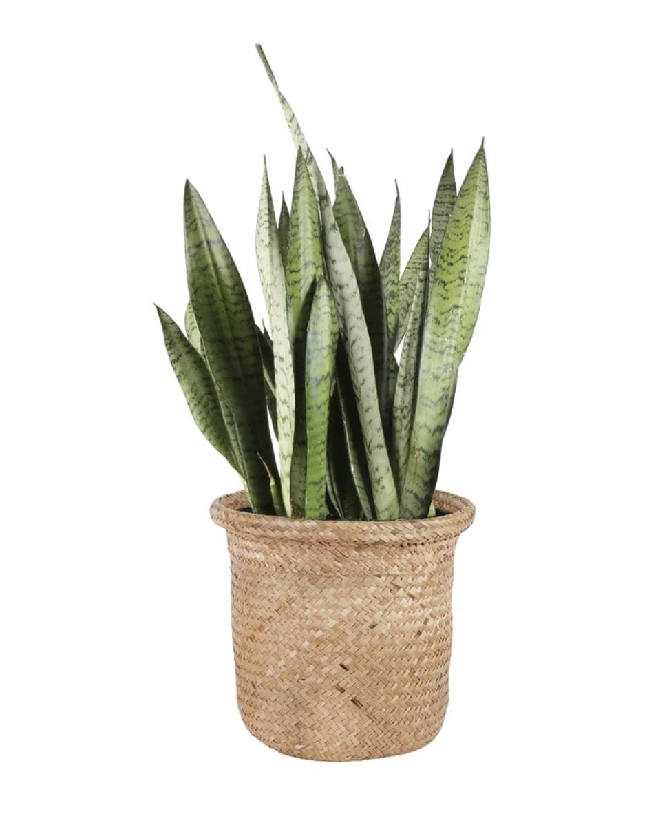 Costa Farms 24'' Live Snake Plant in Basket - Image 0