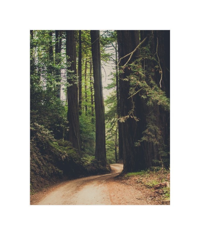 Walk Into the Woods - Image 0