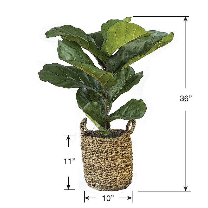 Fiddle Leaf Fig Plant in Basket - Image 1