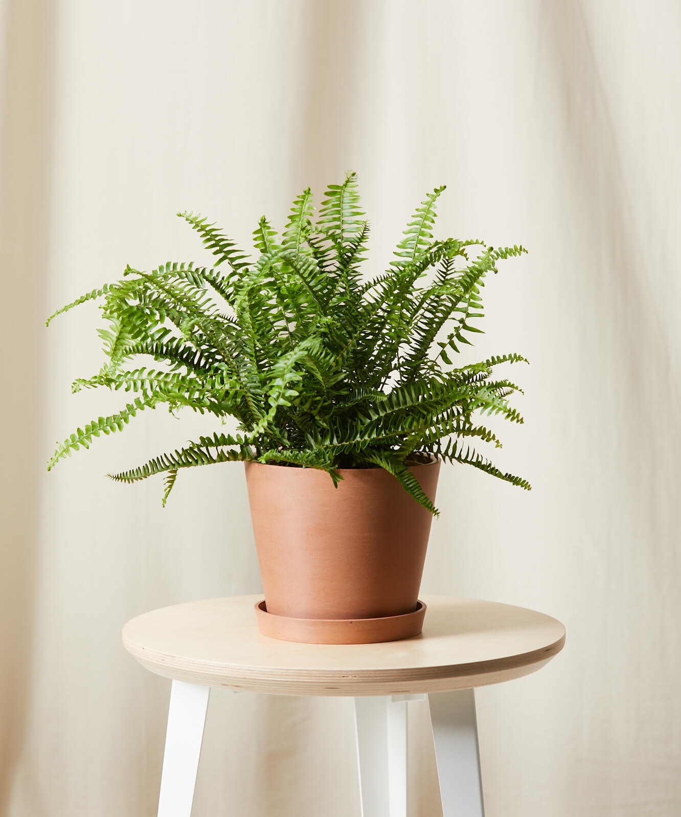 Kimberly queen fern - Clay - Image 0