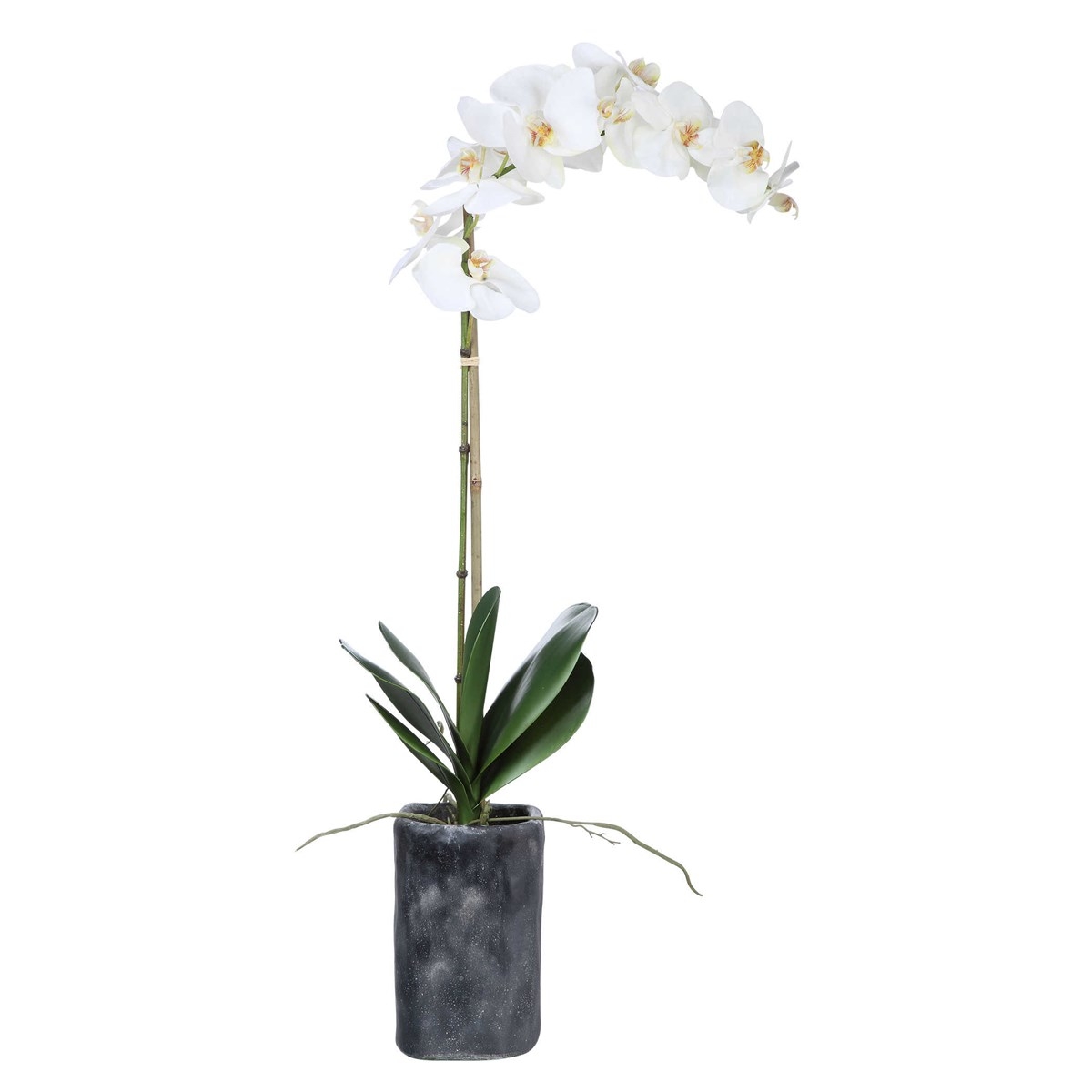 Eponine White Orchid - Image 0
