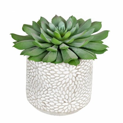 Artificial Succulent in Pot (Set of 2) - Image 0