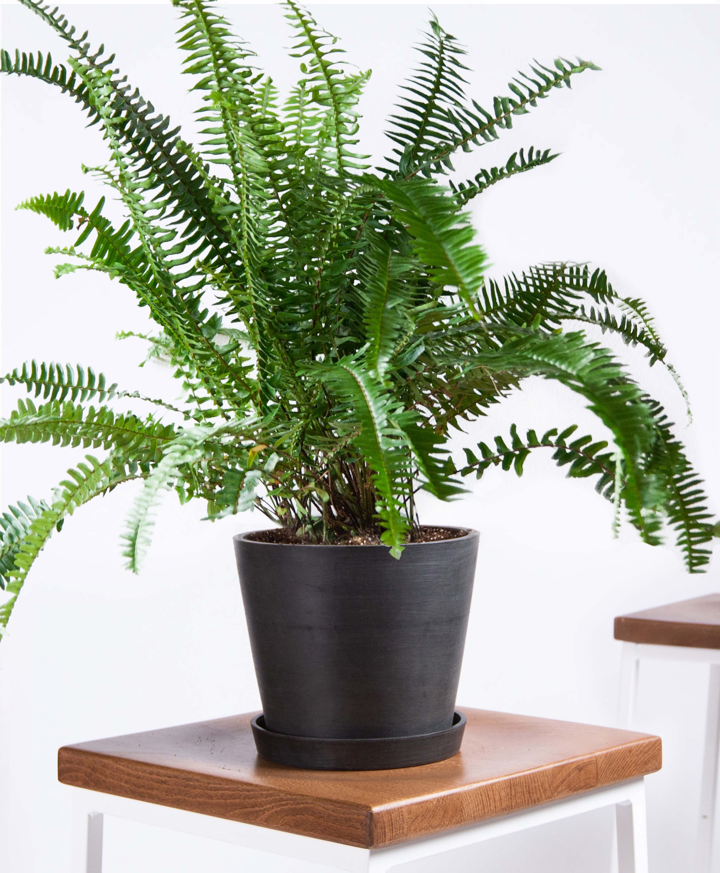 Kimberly queen fern - Stone - Image 0