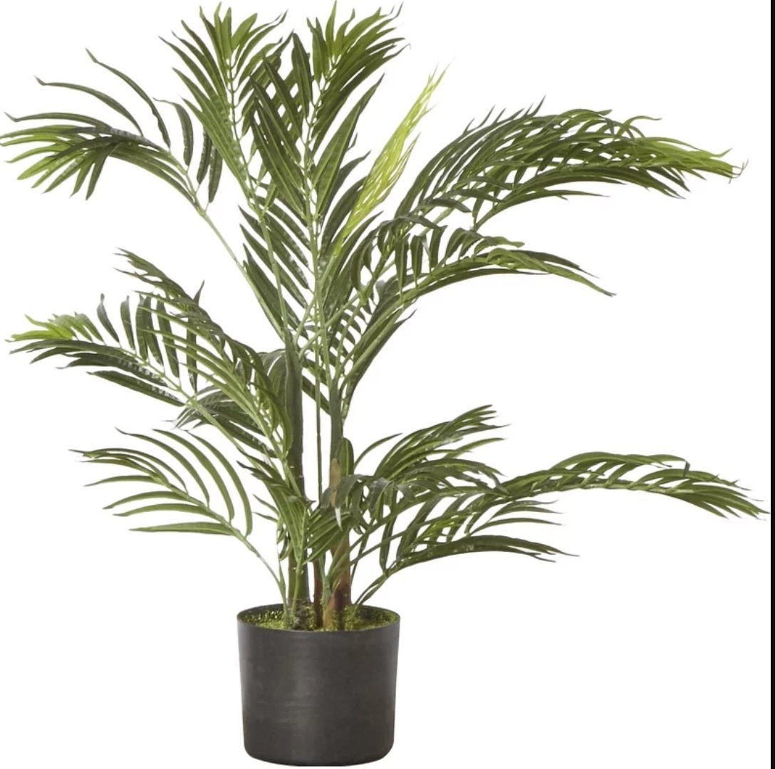 Areca Palm Tree Floor Plant in Pot - Image 0