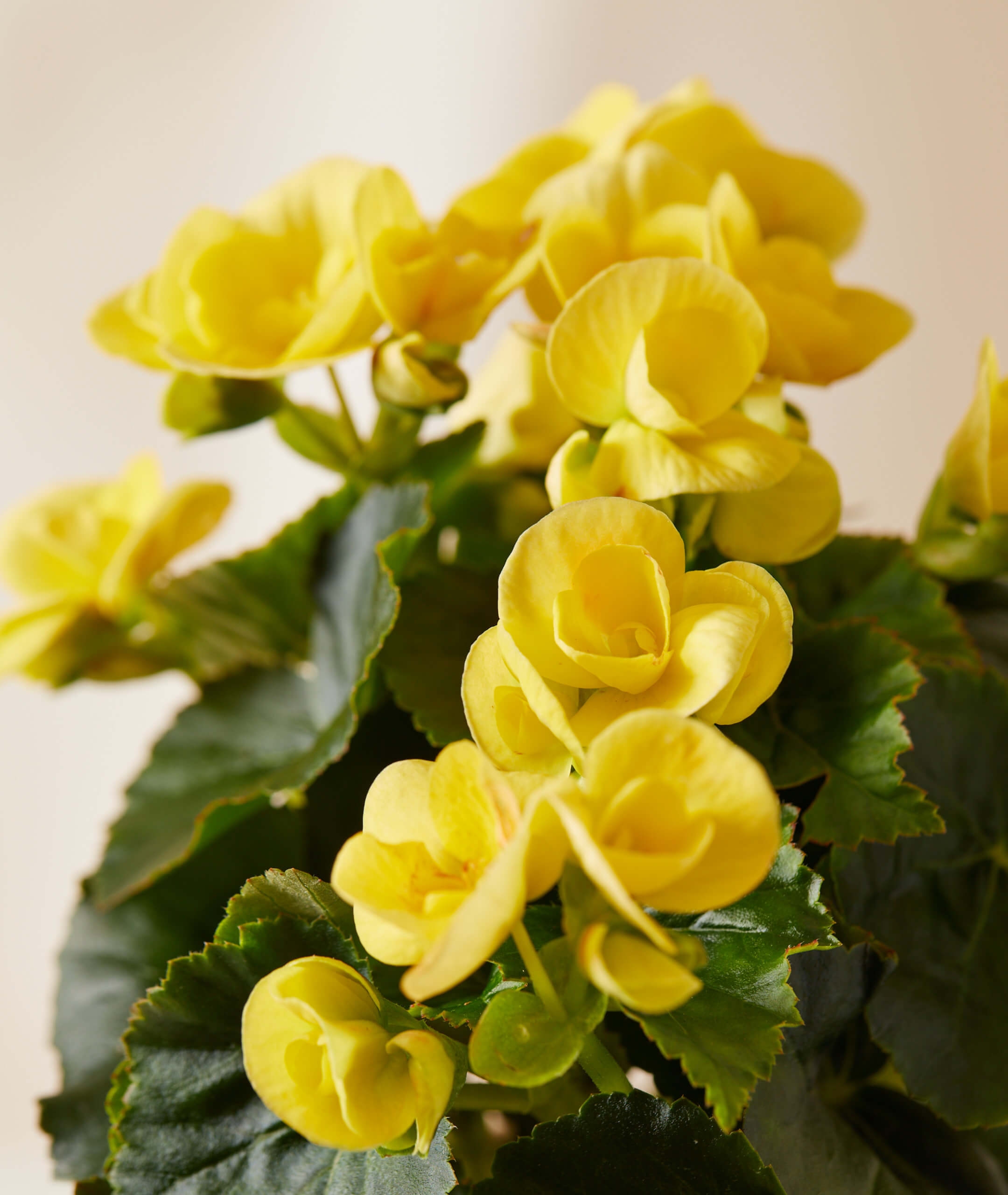 Yellow Begonia Potted Bloom Kit -  1 Kit Single Clay - Image 1