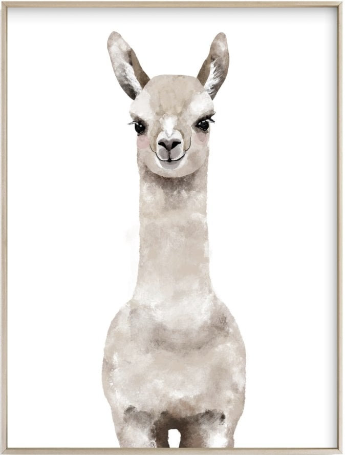 Baby Animal Llama - Image 0