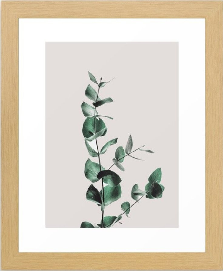 Eucalyptus Framed Art Print - Image 0